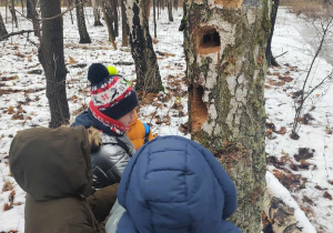 uczniowie klasy 5a oglądają dziuple w drzewie